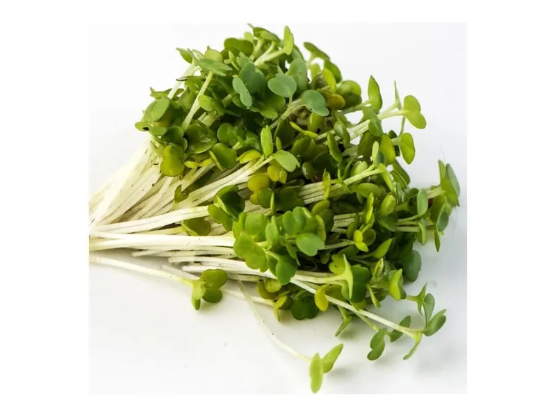 Arugula microgreens