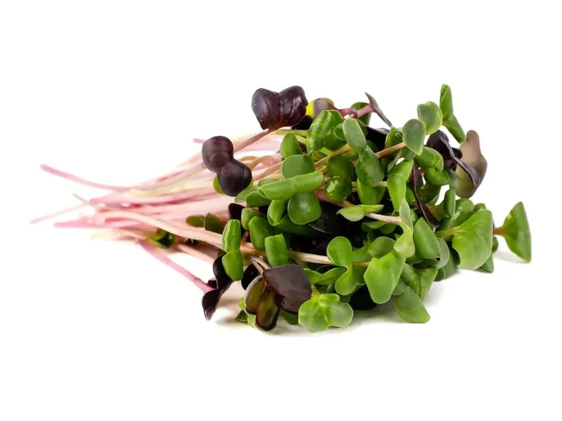 Rainbow radish microgreens
