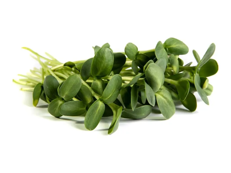 Sunflower microgreens